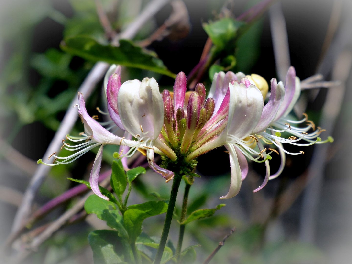 Sommer im Garten