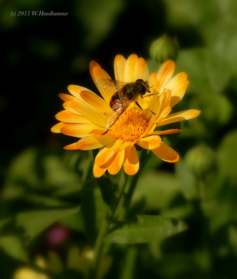 Sommer im Garten...