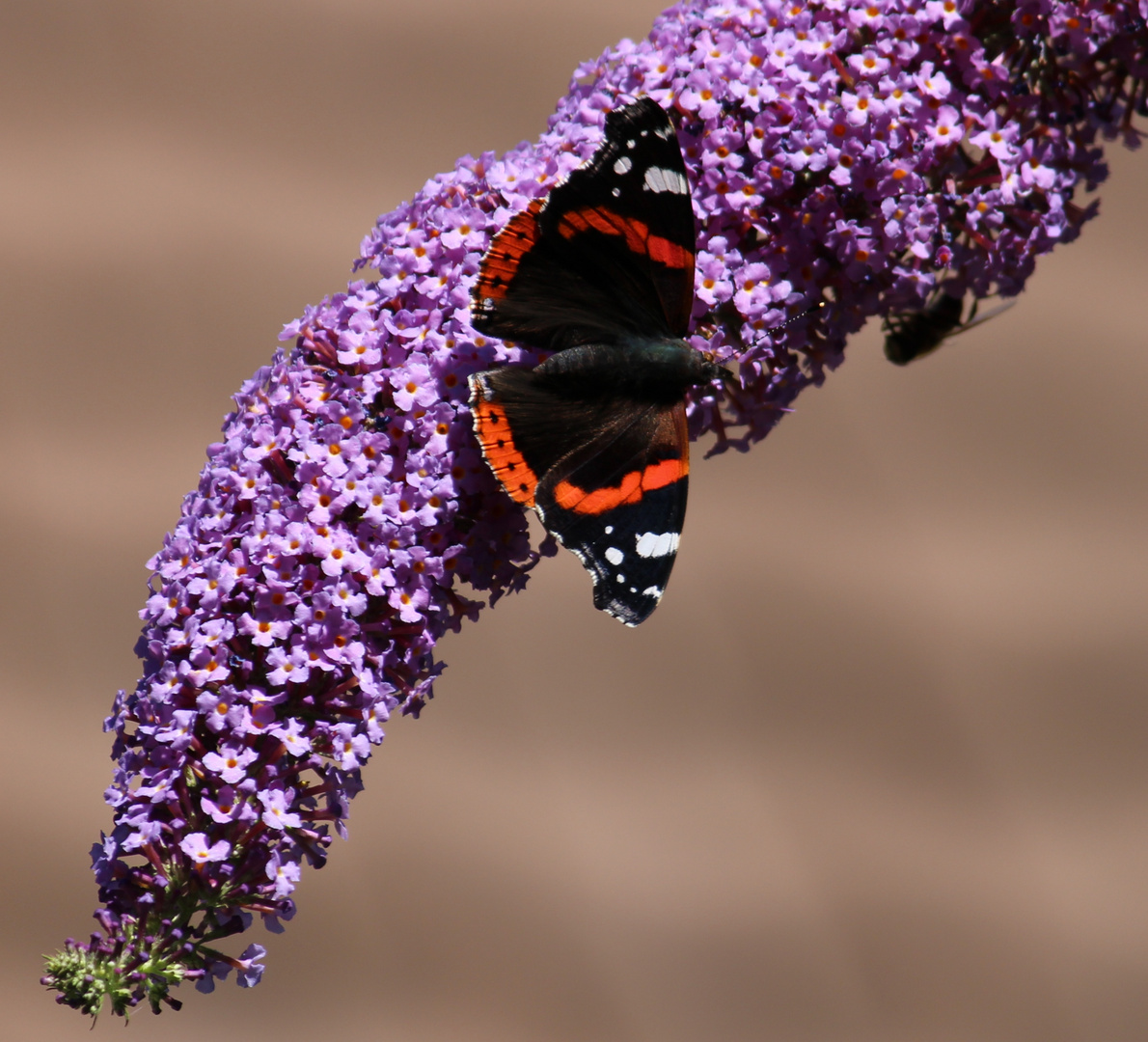 Sommer im Garten