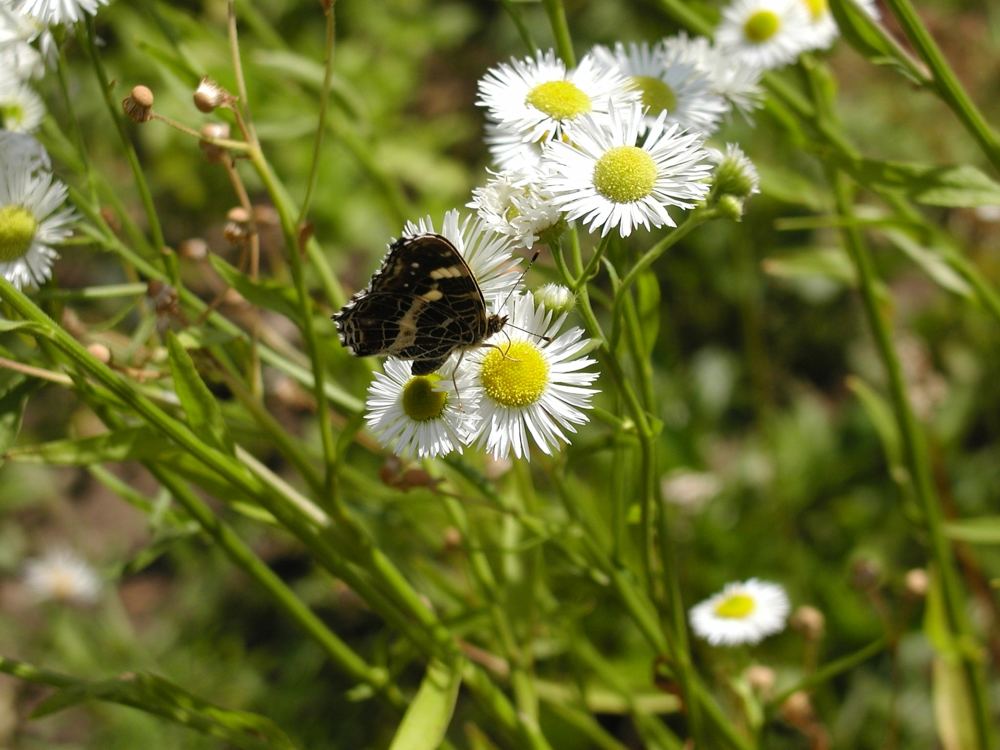 Sommer im Garten