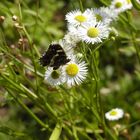 Sommer im Garten