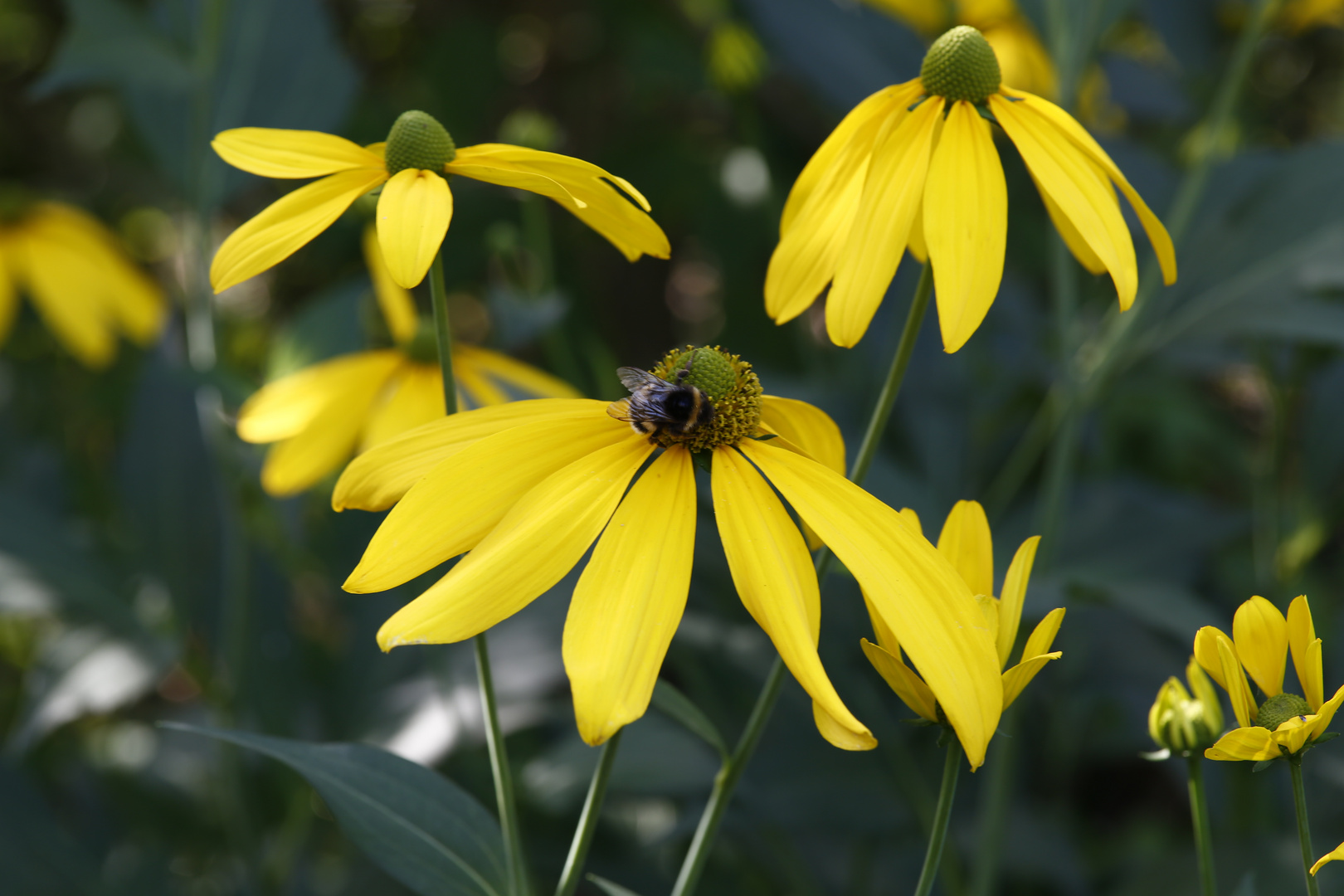 Sommer im Garten (i)