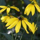 Sommer im Garten (i)