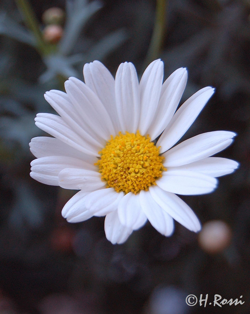 Sommer im Garten II