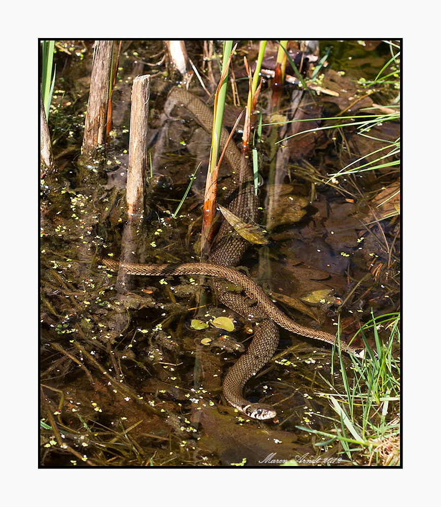 Sommer im Gartenteich Foto & Bild tiere, wildlife, amphibien