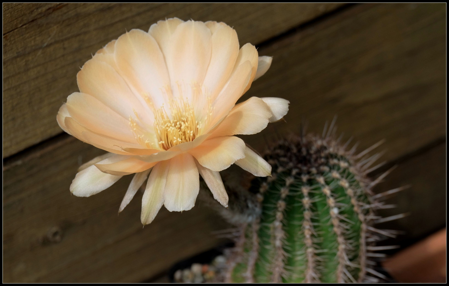 Sommer im Glashaus..2