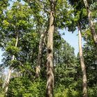 Sommer im Grünefelder Park 3