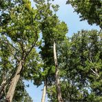 Sommer im Grünefelder Park 7