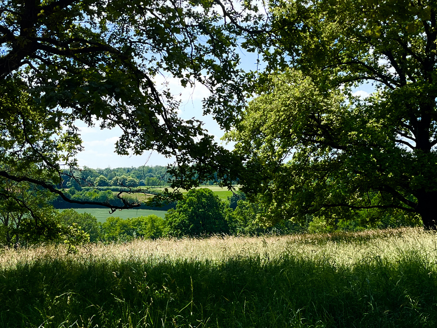 Sommer im Hain