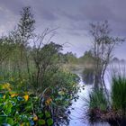 Sommer im Hamberger Moor