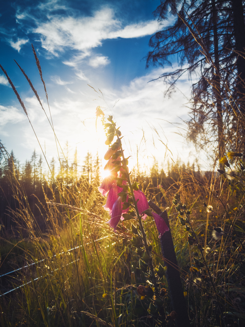 Sommer im Harz