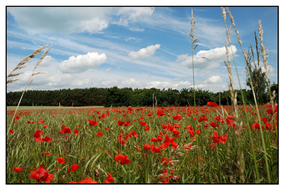 Sommer im Havelland...