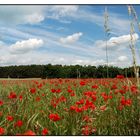 Sommer im Havelland...