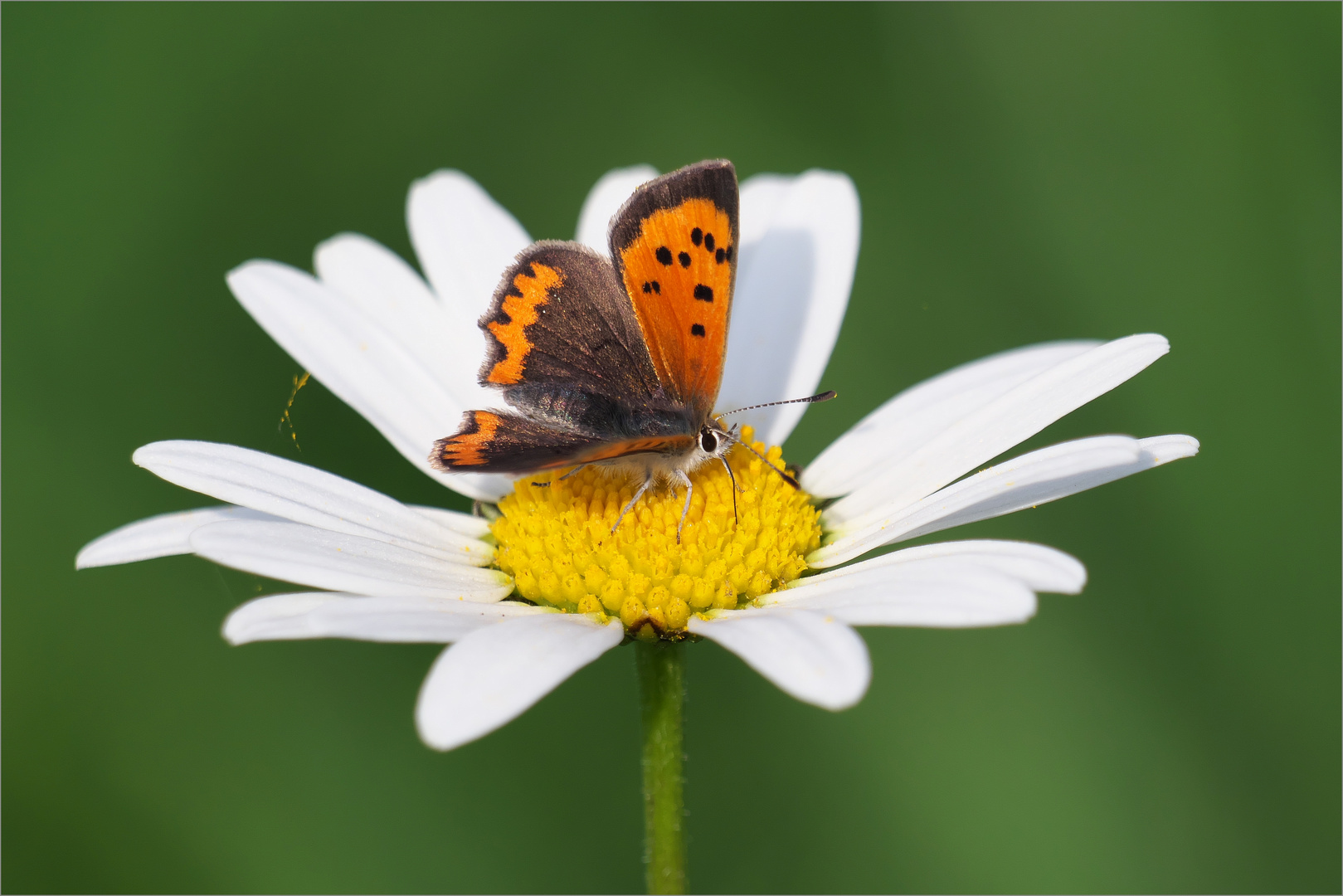 Sommer im Herbst