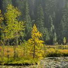 Sommer im Herbst