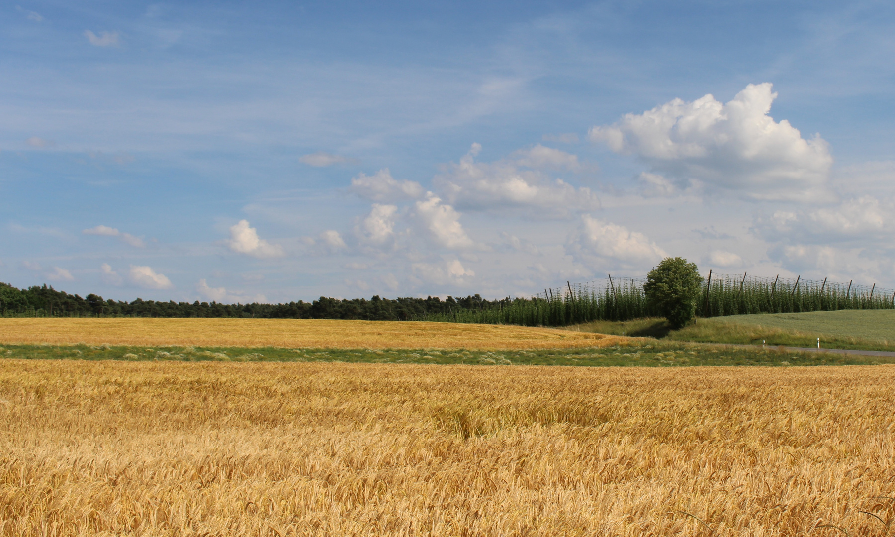 Sommer im Hopfenland