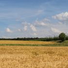 Sommer im Hopfenland