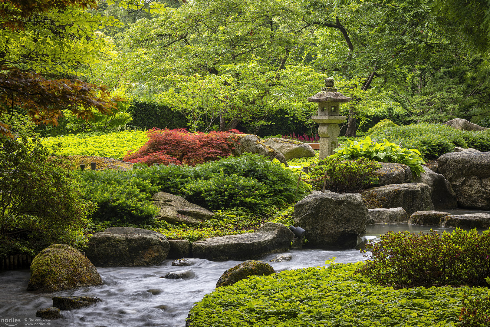 Sommer im Japangarten