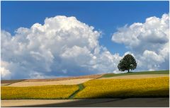 Sommer im Klettgau