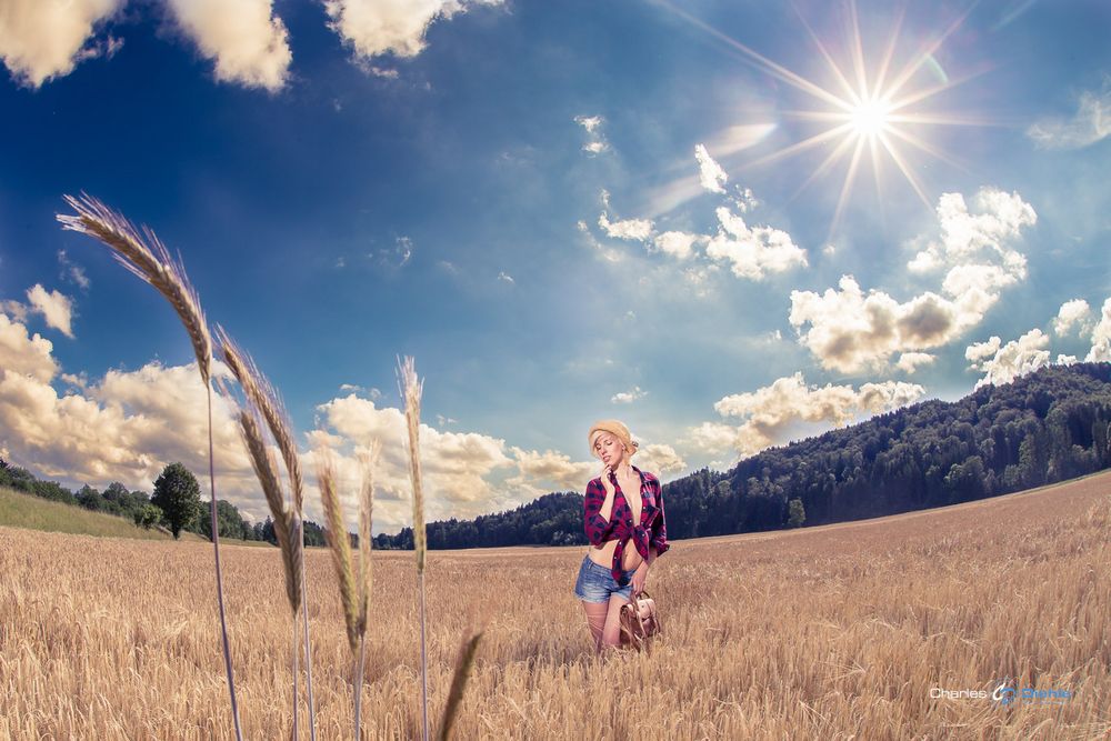 Sommer Im Kornfeld