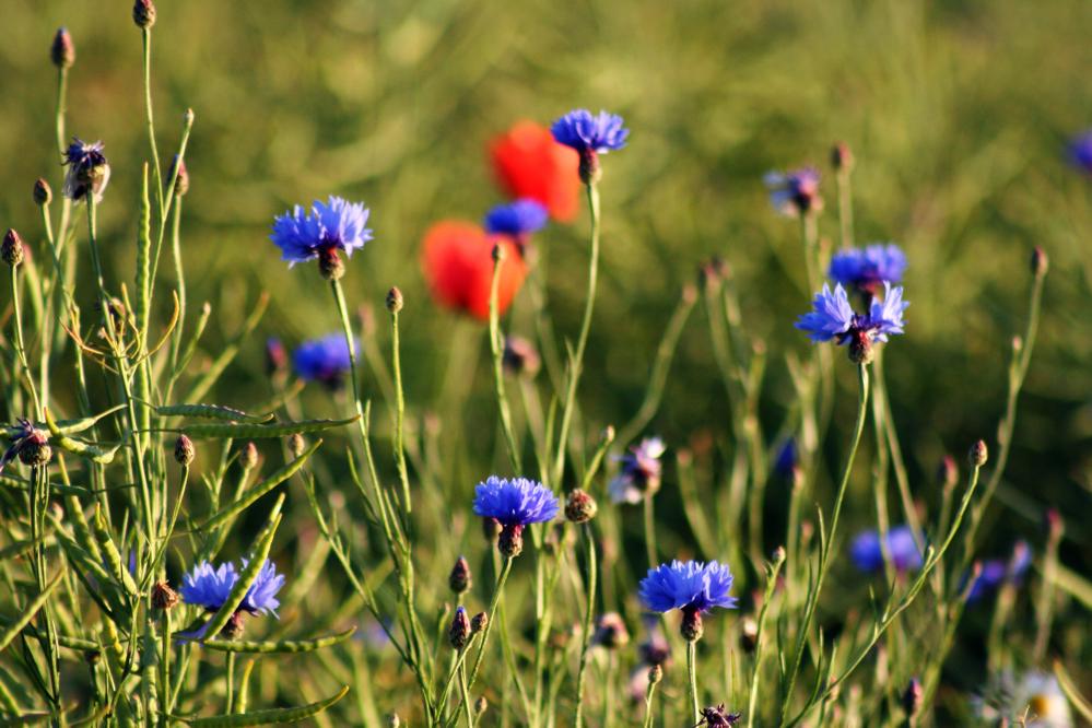 Sommer im Kornfeld