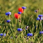 Sommer im Kornfeld