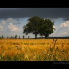 Sommer im Kraichgau