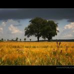 Sommer im Kraichgau