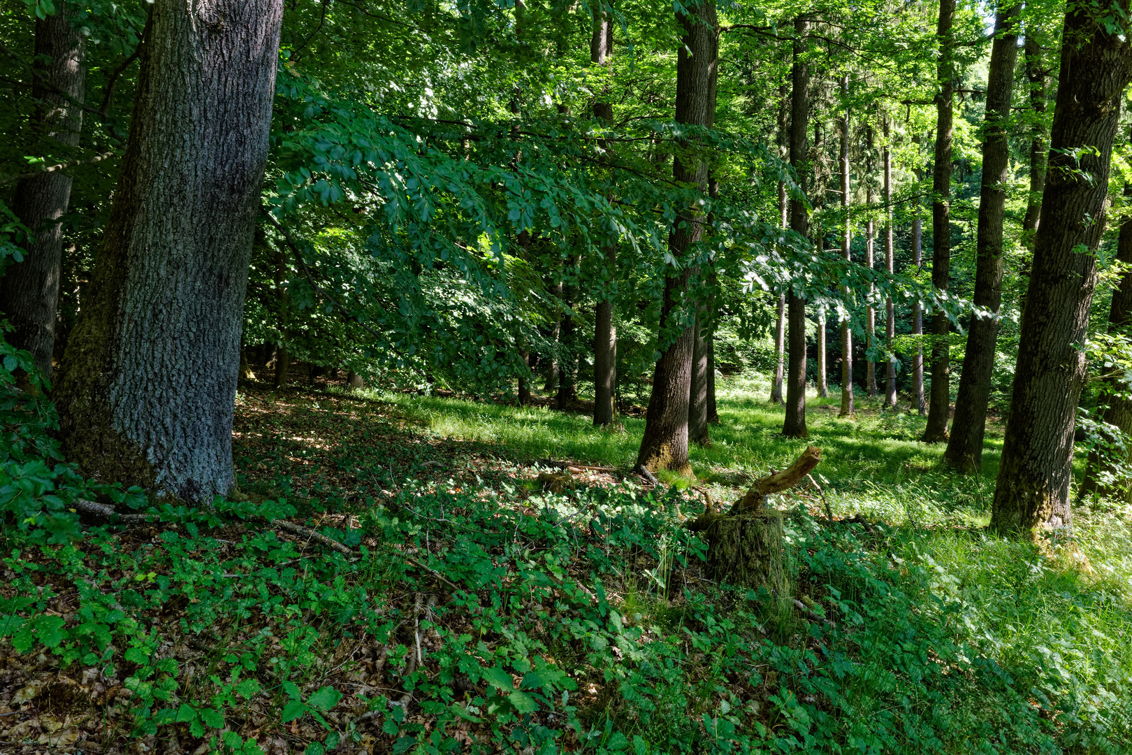 Sommer im Laubwald