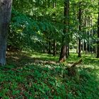 Sommer im Laubwald