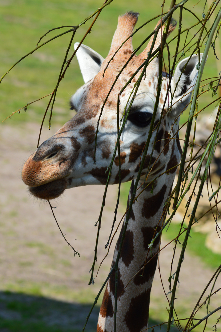 Sommer im Leipziger Zoo