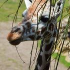 Sommer im Leipziger Zoo