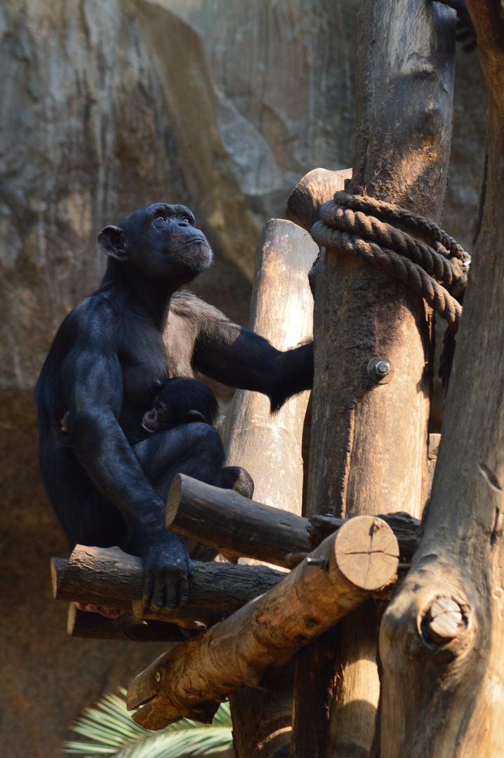 Sommer im Leipziger Zoo