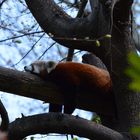 Sommer im Leipziger Zoo