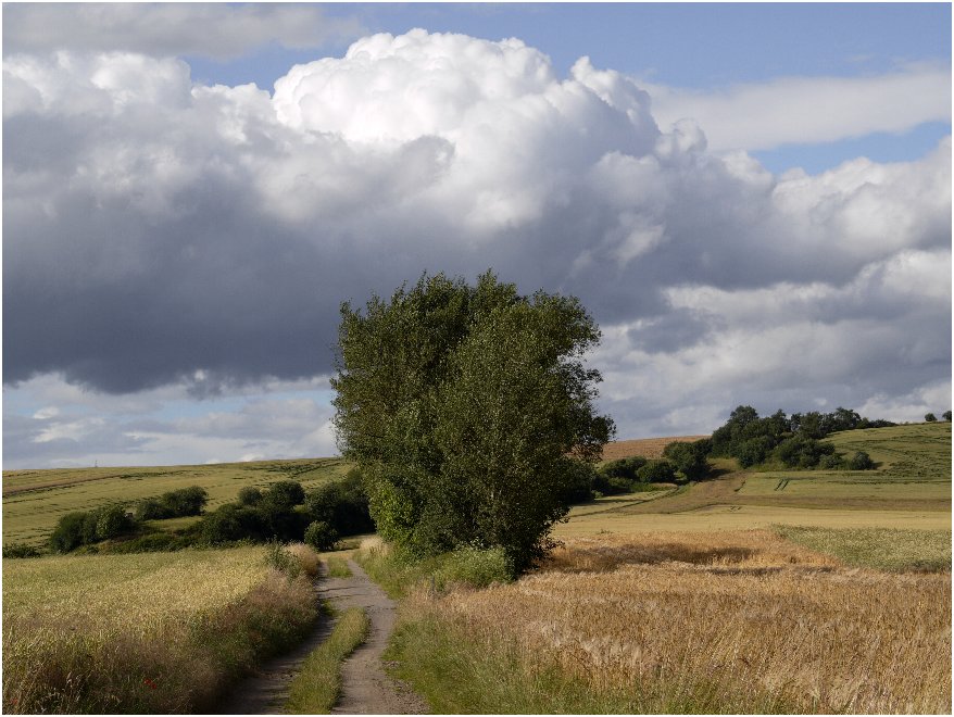 Sommer im Maifeld