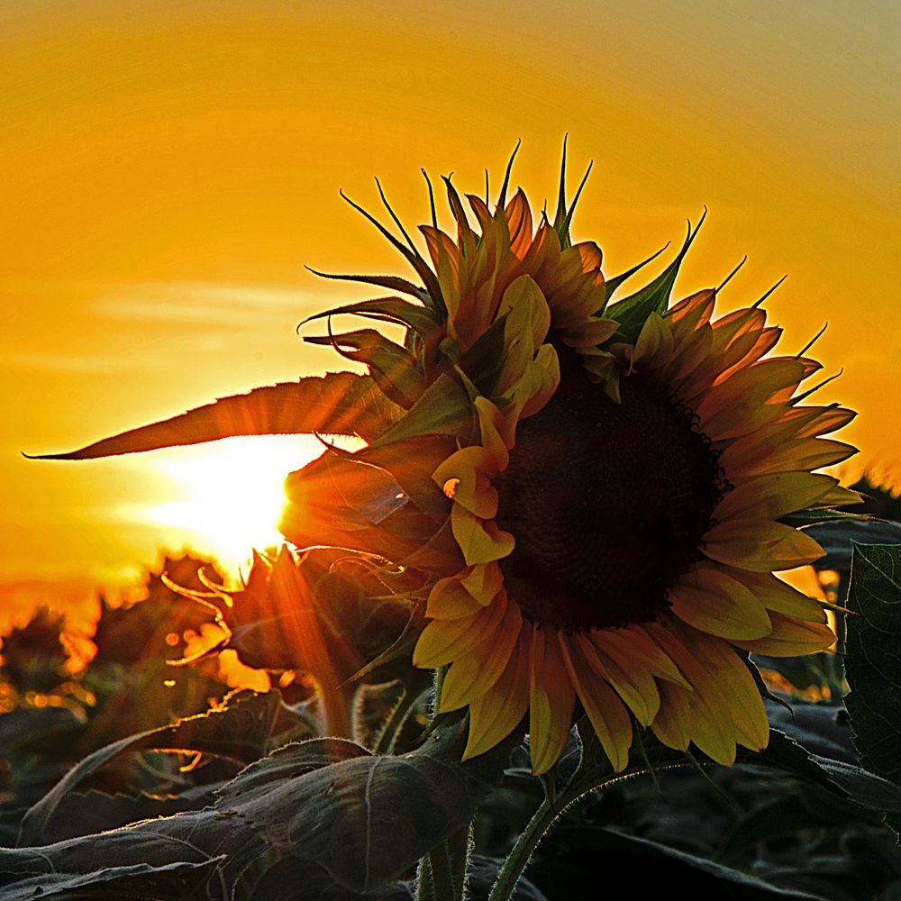 Sommer im Markgräflerland 38,9°