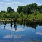 Sommer im Moor