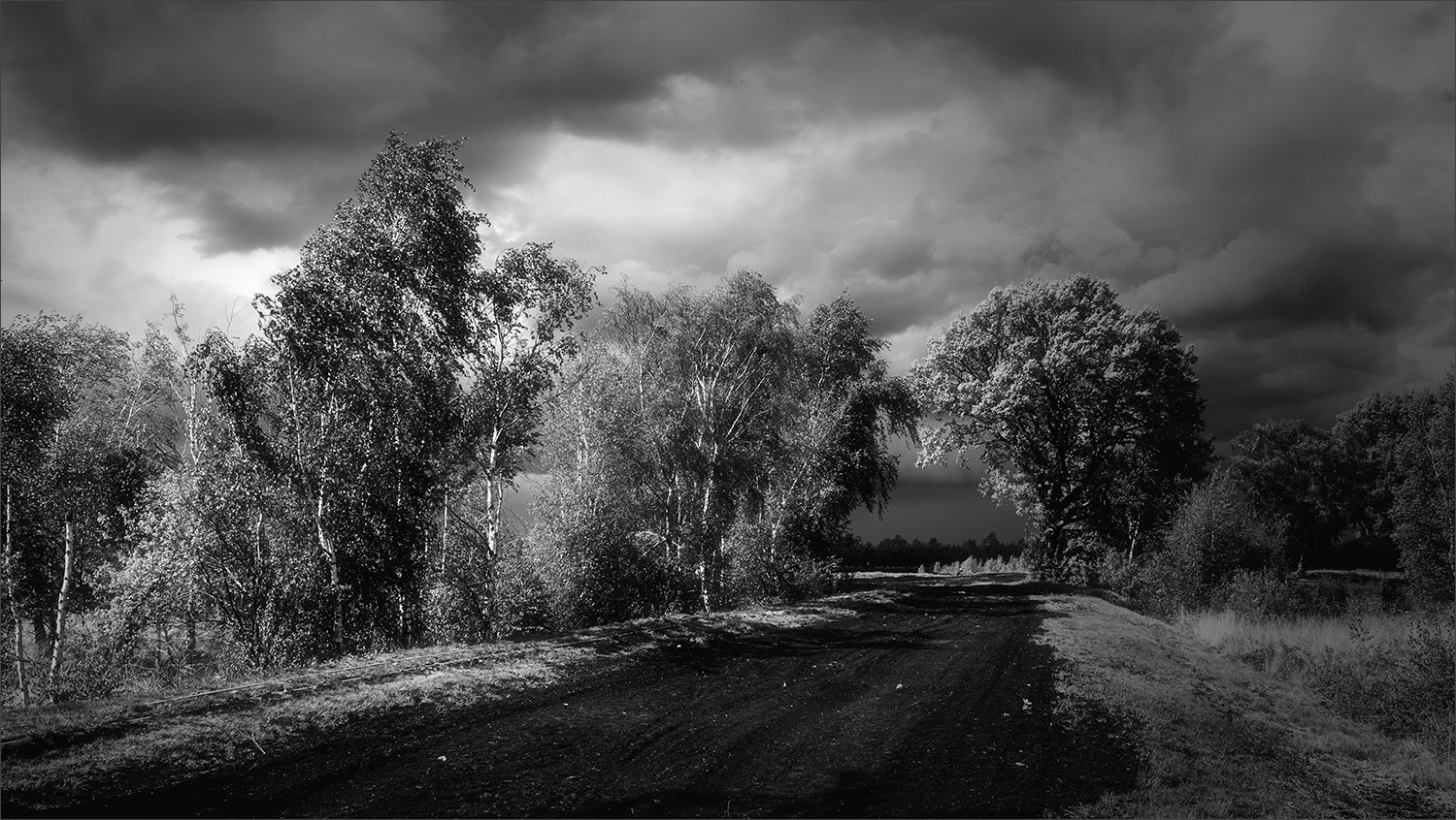 Sommer im Moor