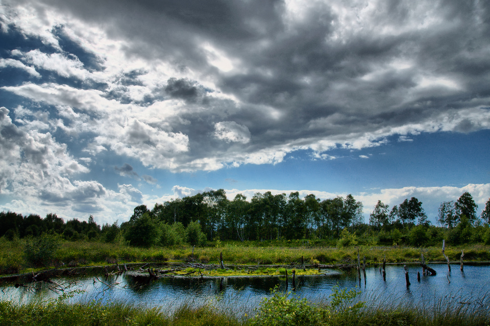 Sommer im Moor