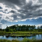 Sommer im Moor