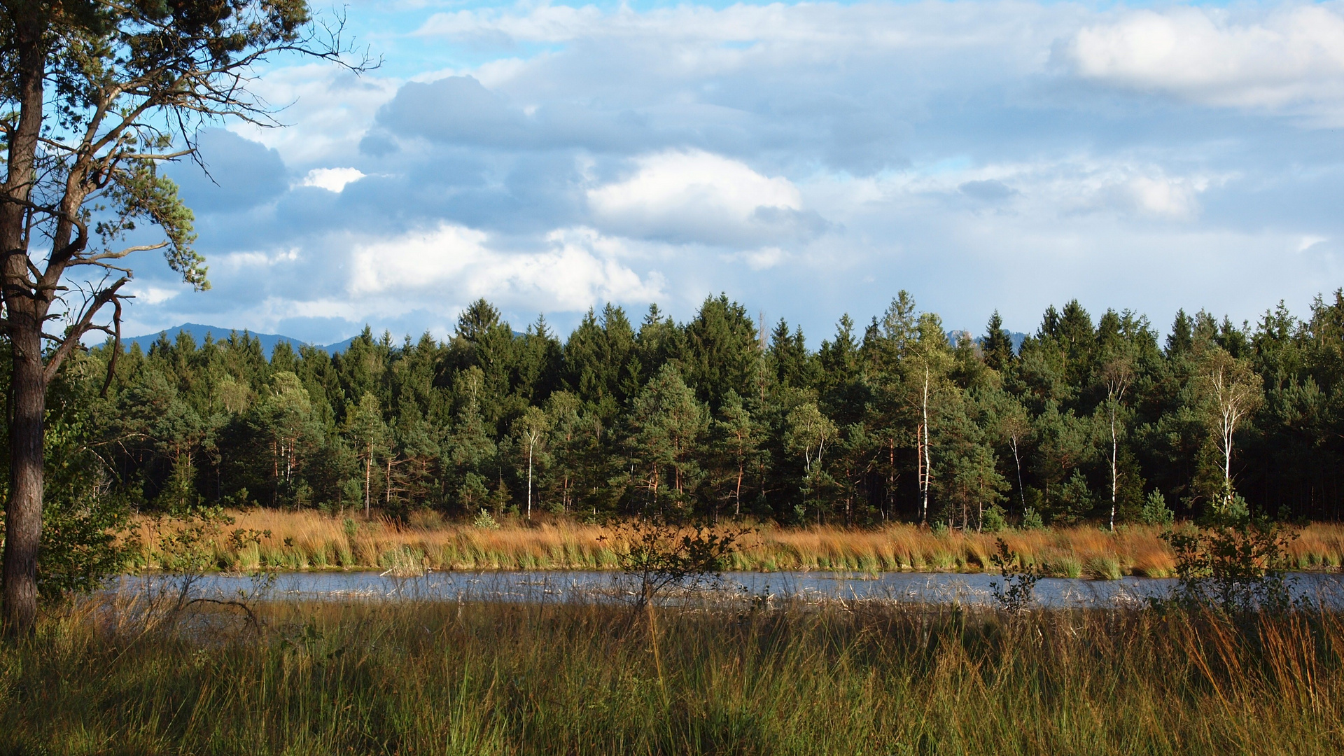 Sommer im Moor