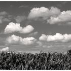 Sommer im Münsterland I