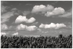 Sommer im Münsterland I