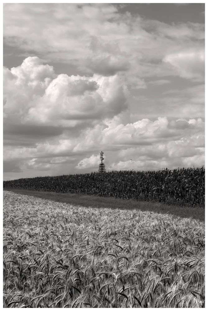 Sommer im Münsterland III