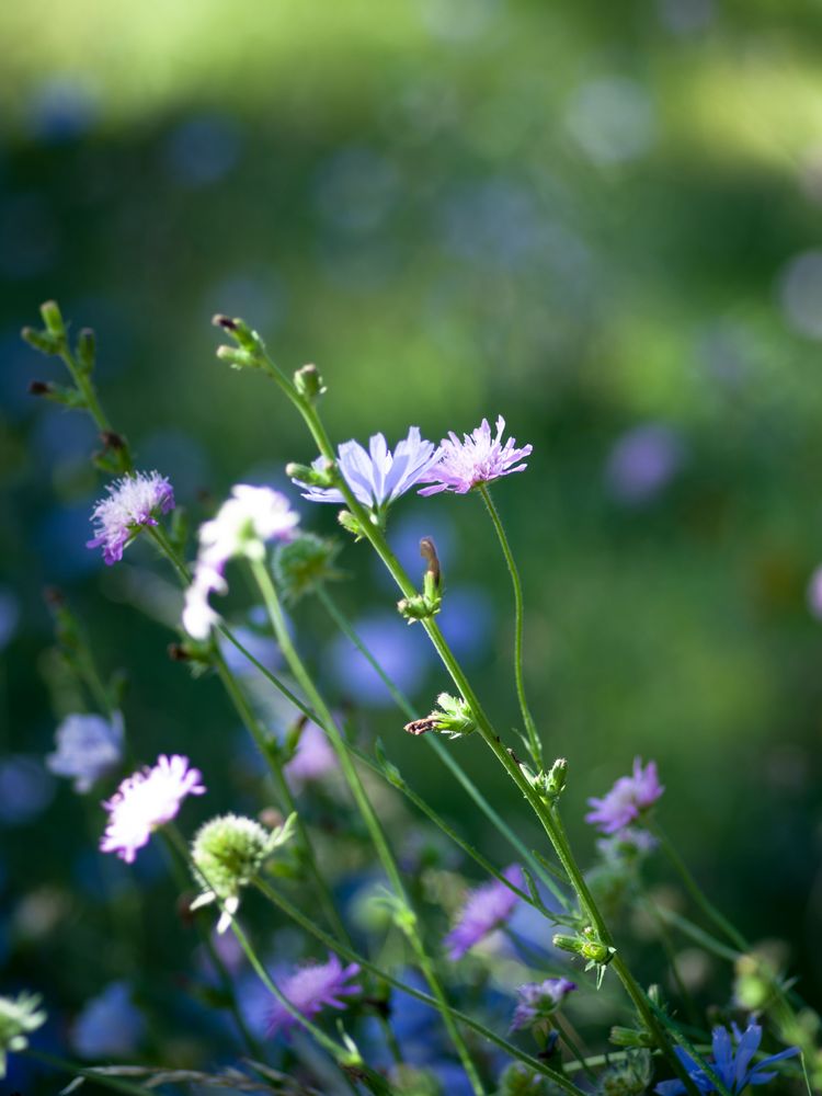 Sommer im Naturgarten