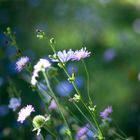 Sommer im Naturgarten