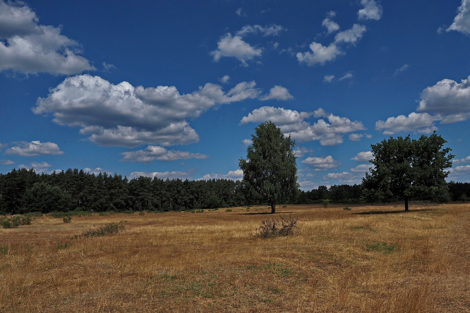 Sommer im Naturschutzgebiet Hainberg