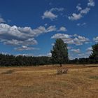 Sommer im Naturschutzgebiet Hainberg