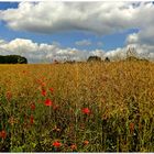 Sommer im Neandertal