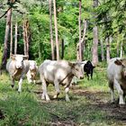 Sommer im Nordschwarzwald/ 11